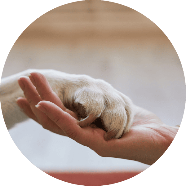 東京チーフデザイナー